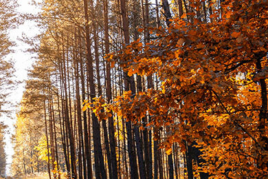 开云体育登录-比利时爆冷巴黎，德布劳内三分雨点燃全场：足球世界的惊天逆转