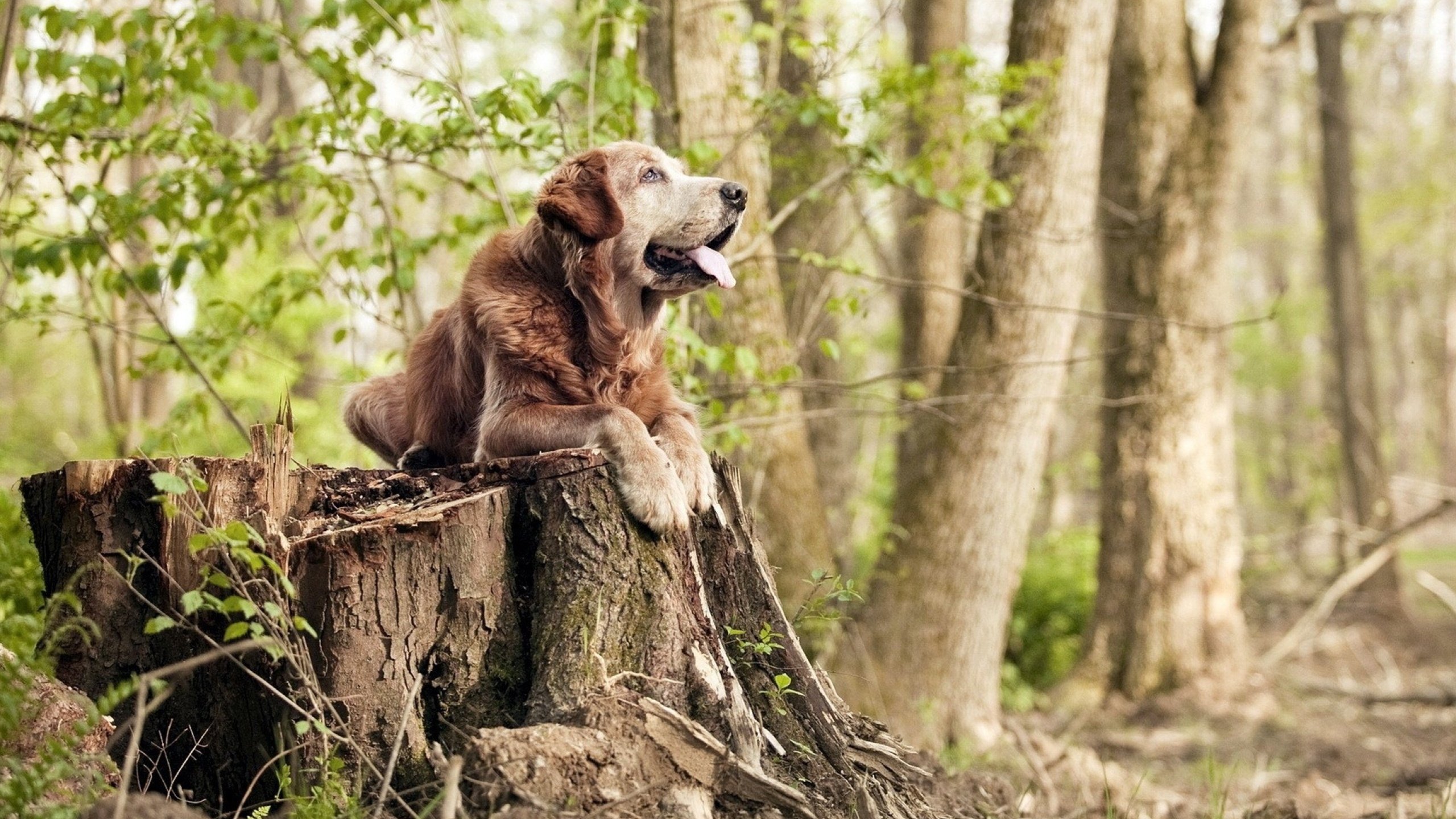 布伦森关键连线轰出制胜重拳，上海队火力全开压制辽宁卫冕之路