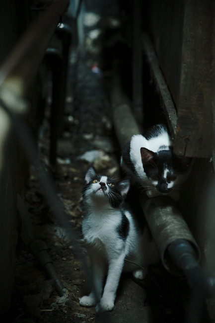 哈兰德天神下凡破进球荒，毕尔巴鄂铁血逆转绝境求生