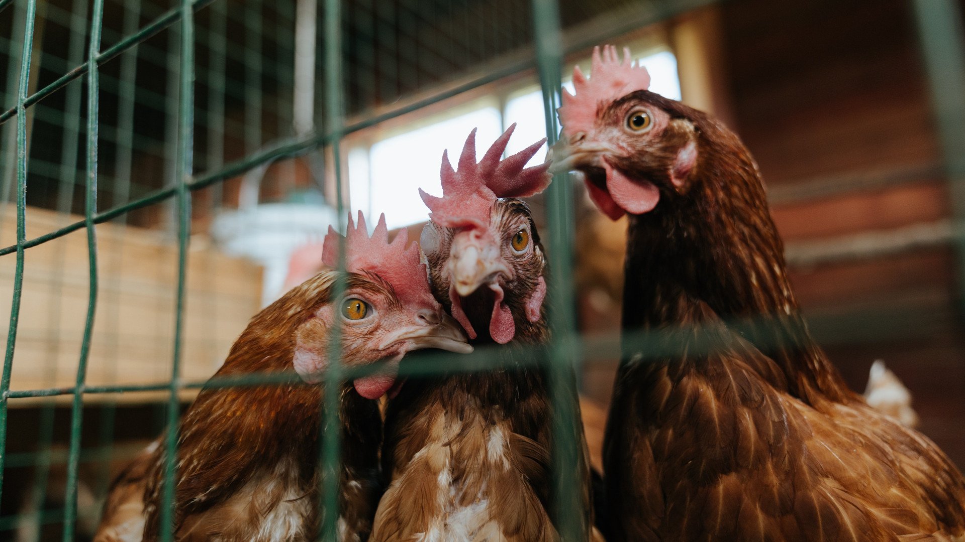 10分逆转!文班亚马末节狂飙,新时代的钟声为谁而鸣?