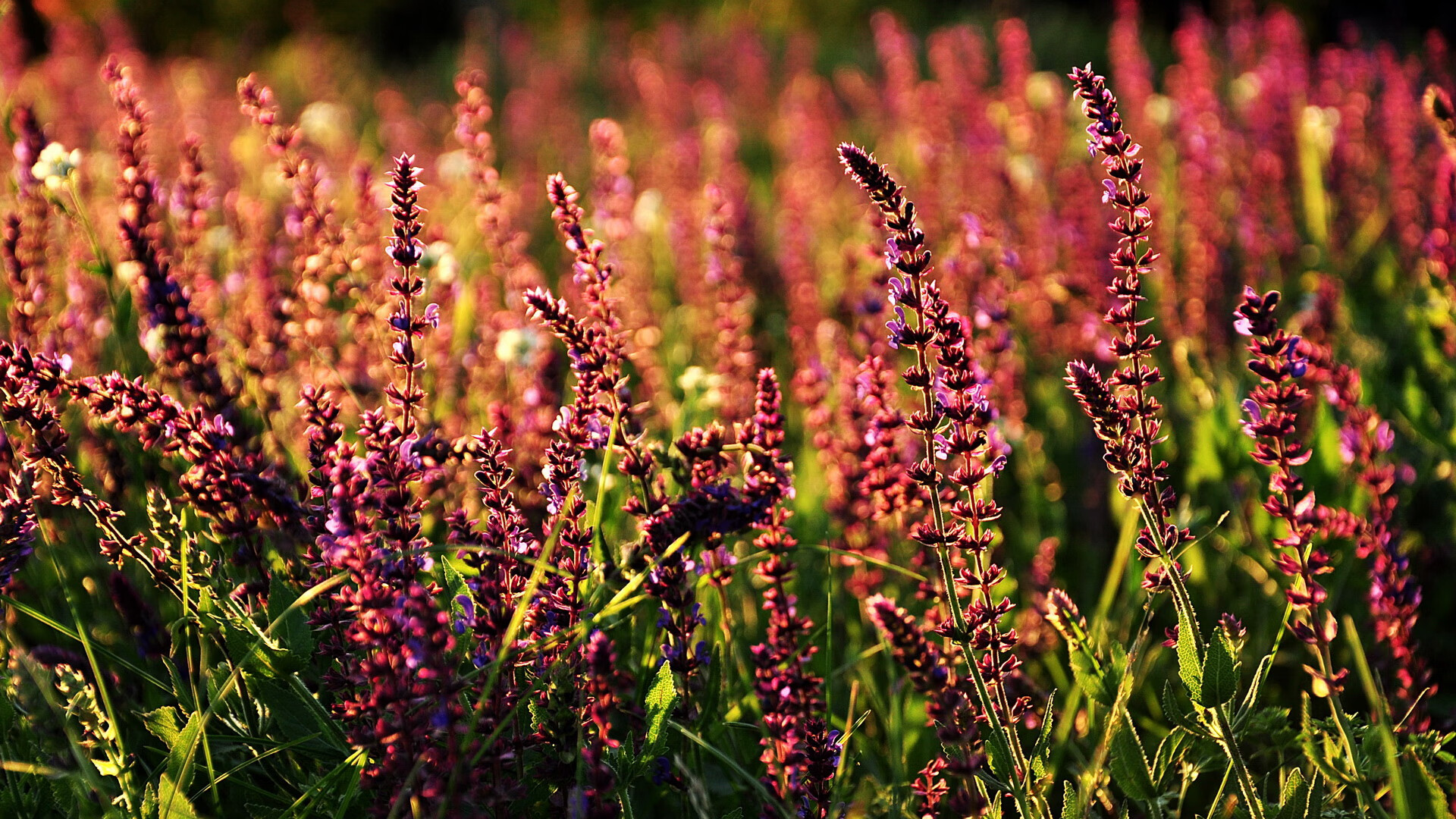 新疆血性撕碎争冠剧本！爆冷雷霆背后，是4300公里外的致命诱惑